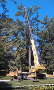 Baltimore Tree Removal