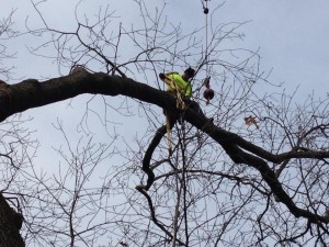 Carroll County Tree Removal