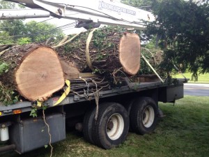 Tree Removal Towson